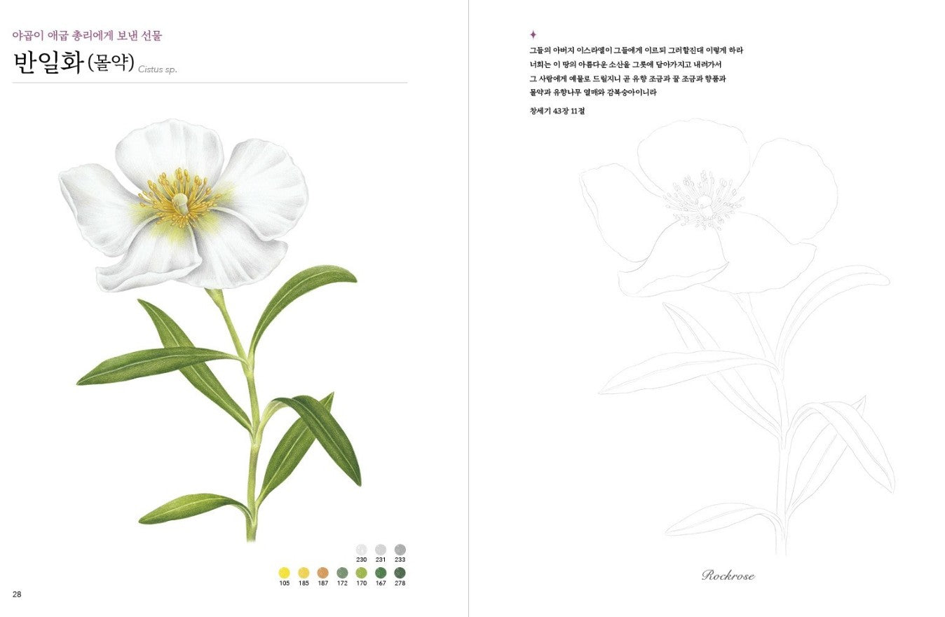 My Bible Plant Coloring Book