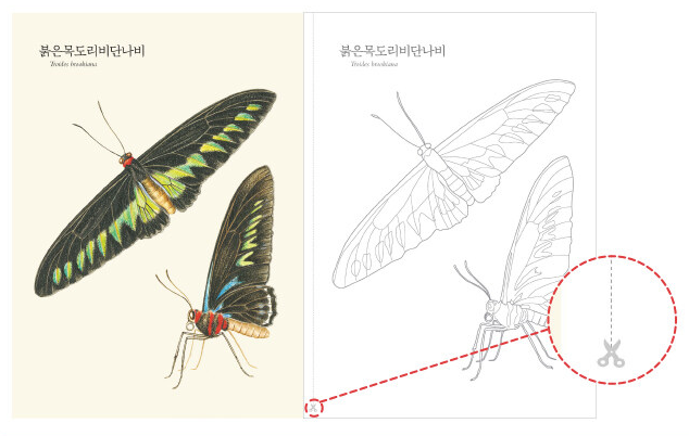 New! Butterfly Scientific Illustration coloring book