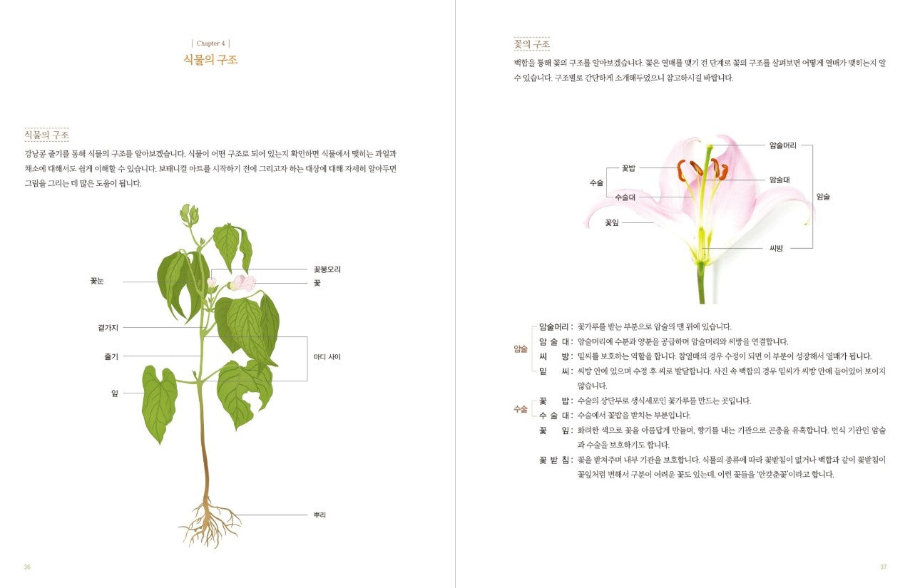 Vegetable Botanical Art book by Jenny lee - Botanical Art Book(New ver.)