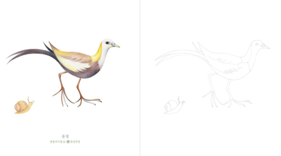 Mysterious Bird Coloring Book