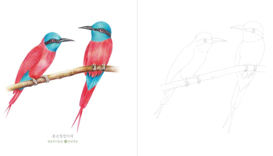 Mysterious Bird Coloring Book