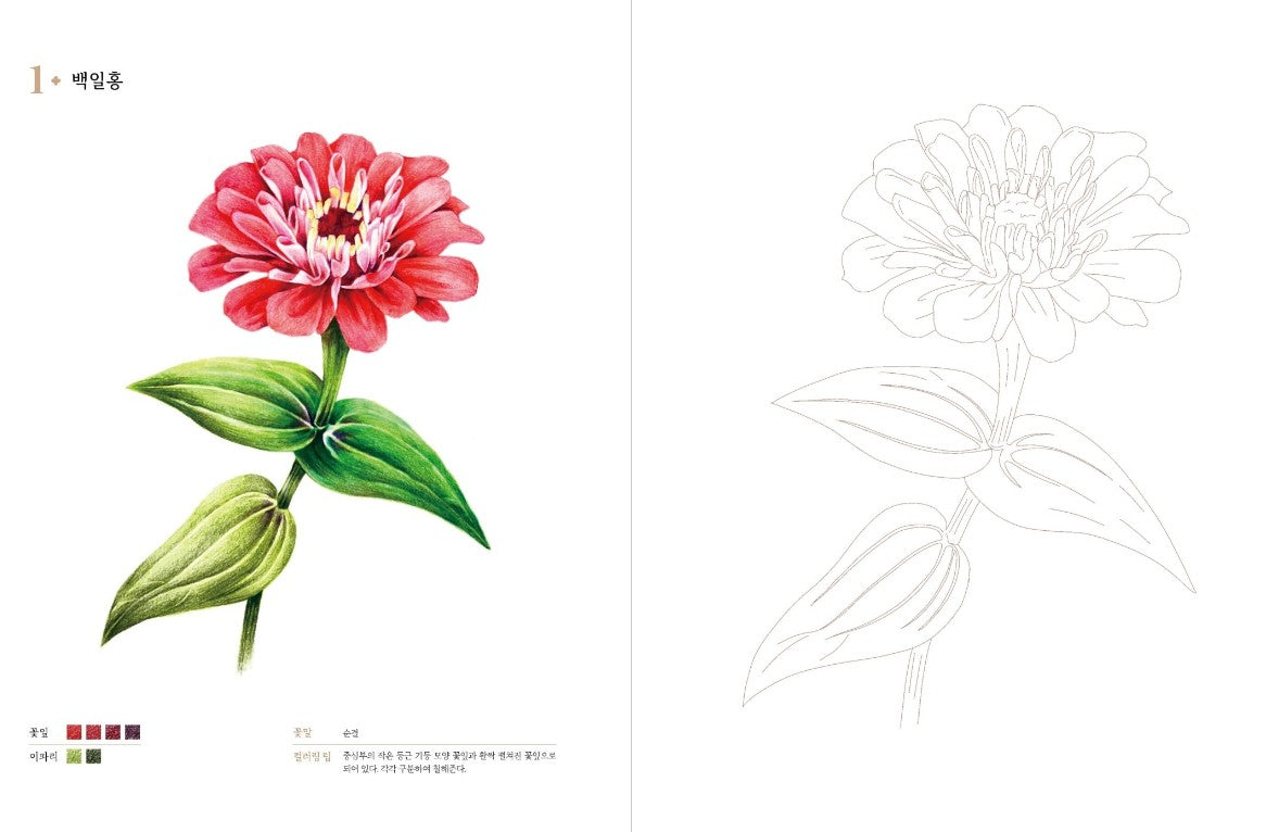 Colored pencil flower drawing coloring book