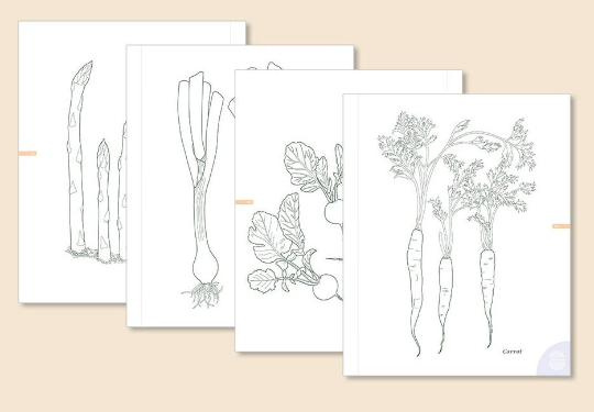Vegetable Botanical Art book by Jenny lee - Botanical Art Book
