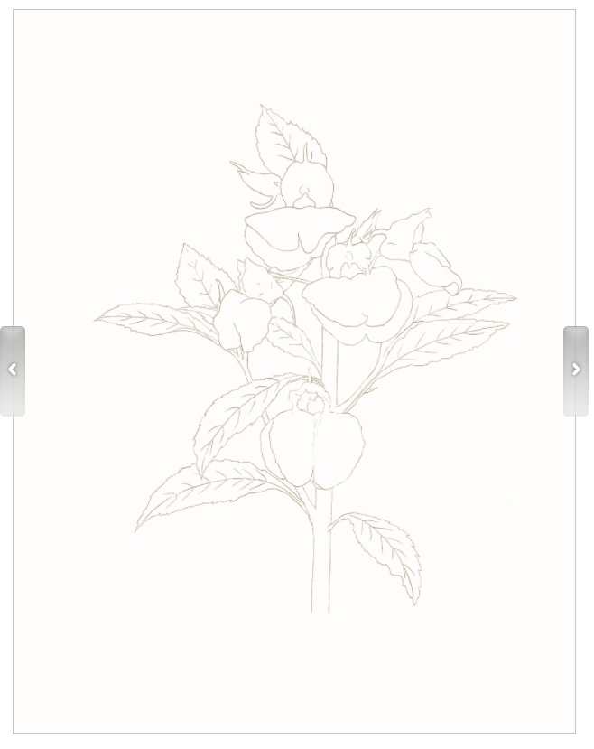 Botanical Art Coloring book for beginner, Little garden