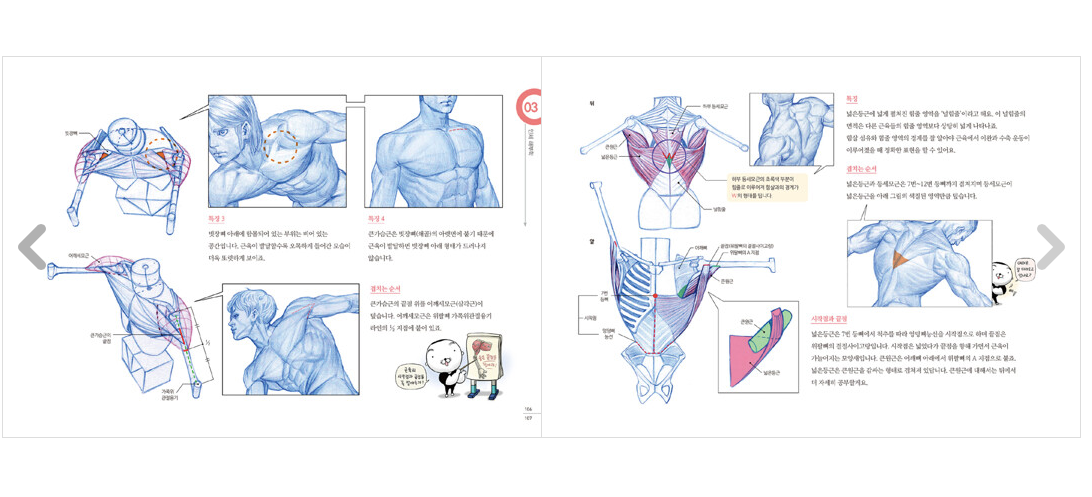 how to draw a basic anatomy for beginners :) tutorial... RockHe Kim's ANATOMY DRAWING CLASS, Anatomy drawing lesson book ...