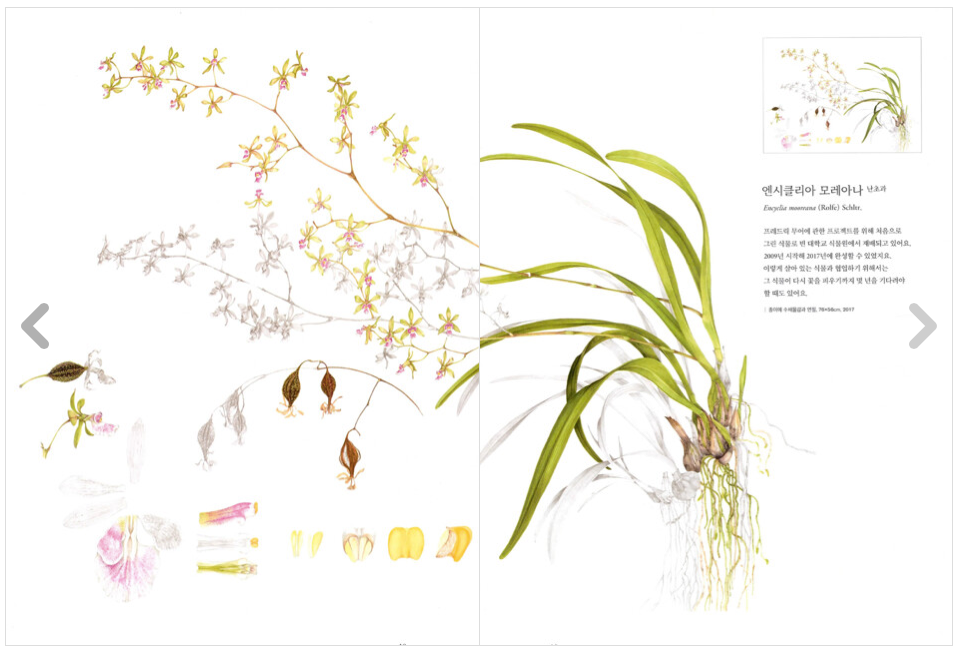 World Class Botanical Art Book by 12 authors of the world