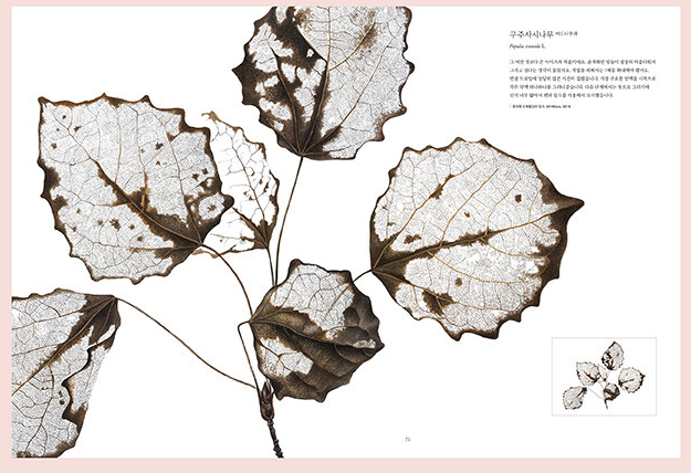 World Class Botanical Art Book by 12 authors of the world