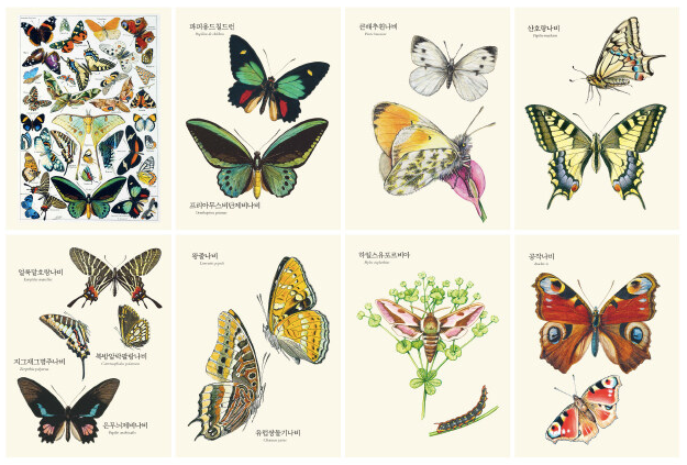 New! Butterfly Scientific Illustration coloring book