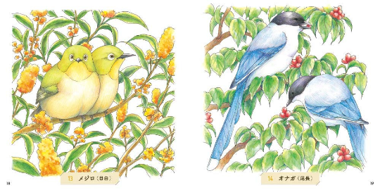 Adult Sketch Coloring Book Japanese Wild Birds by Asako Saito