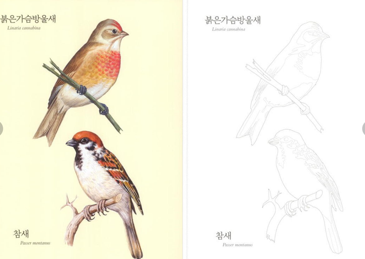 Nature Coloring Book Series : Bird