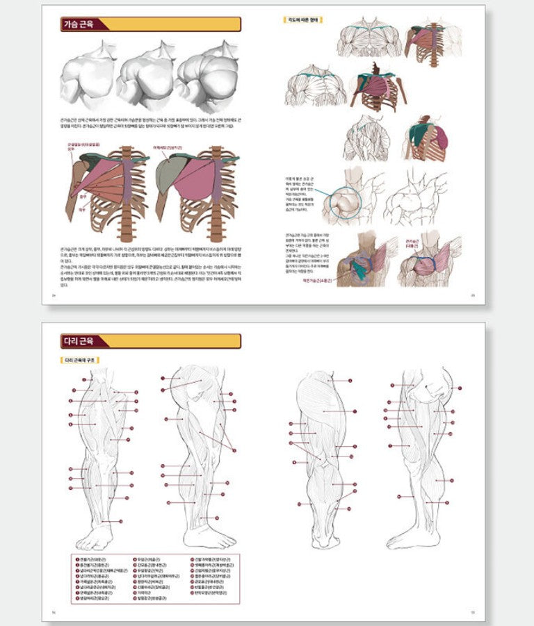 Strong muscle illustration technique Book