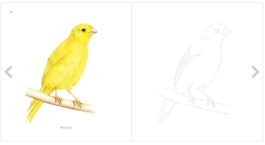 Bird coloring book by seonah