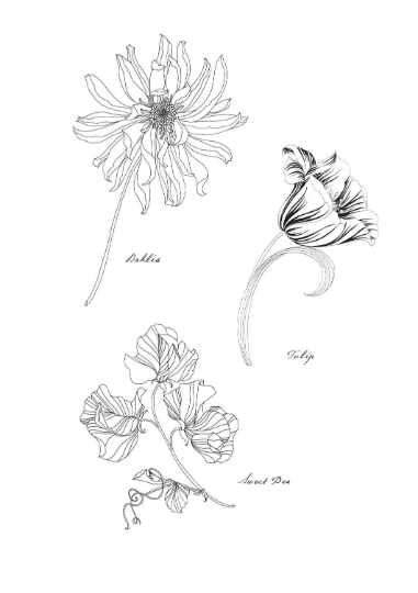 [Surprise sale] Floribunda A flower coloring book by Leila Duly