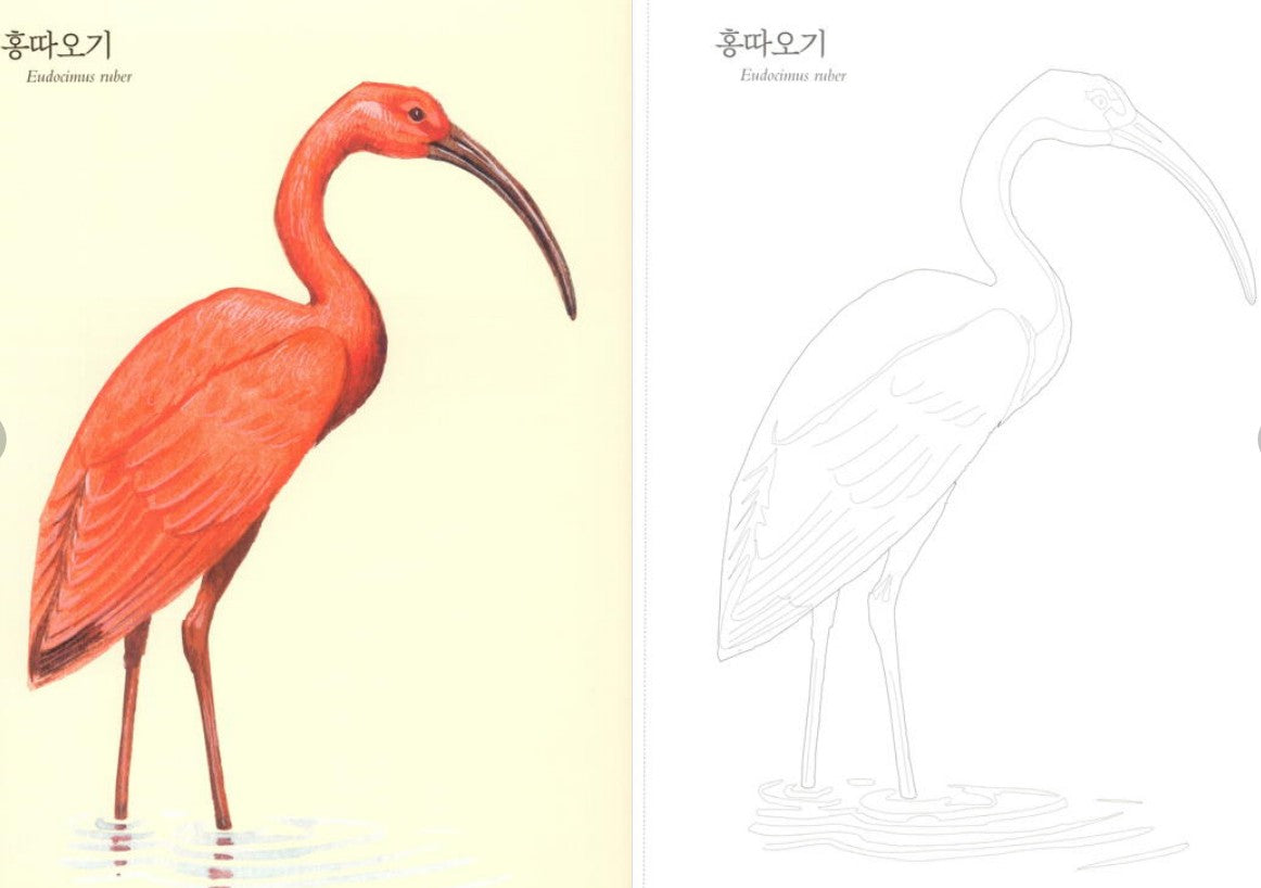 Nature Coloring Book Series : Bird