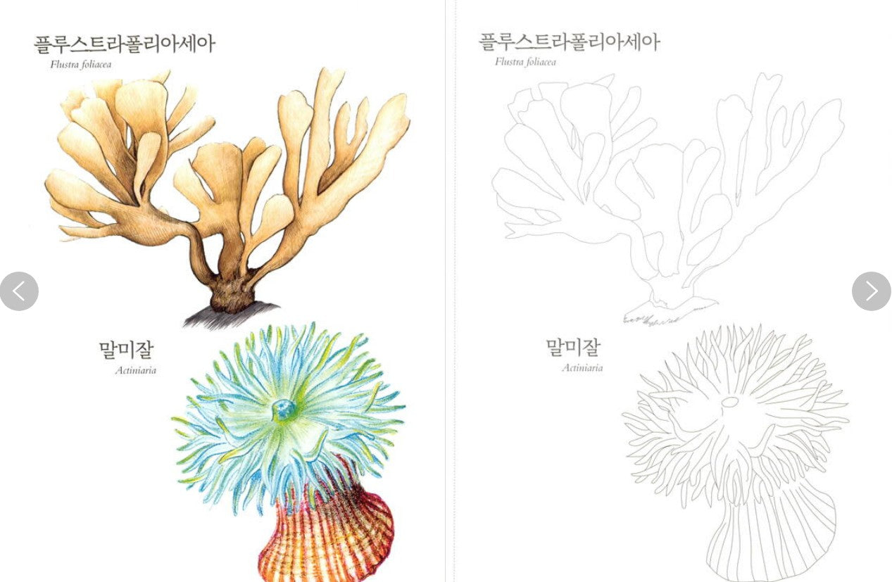 Nature Coloring Book Series : sea creatures