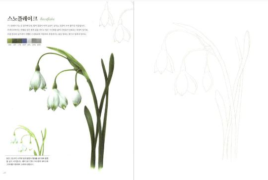 Botanical Art coloring book for colored pencil