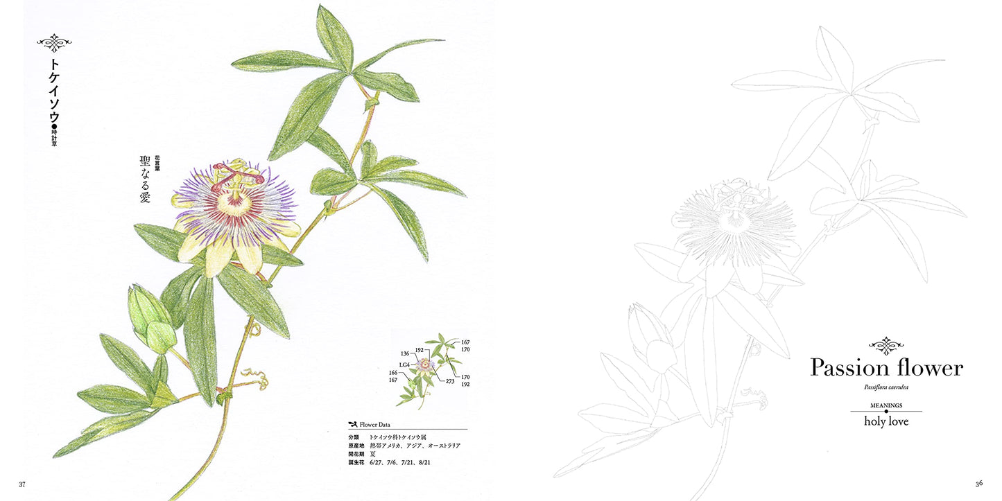 Flower language Japanese Coloring book by Michi Imai