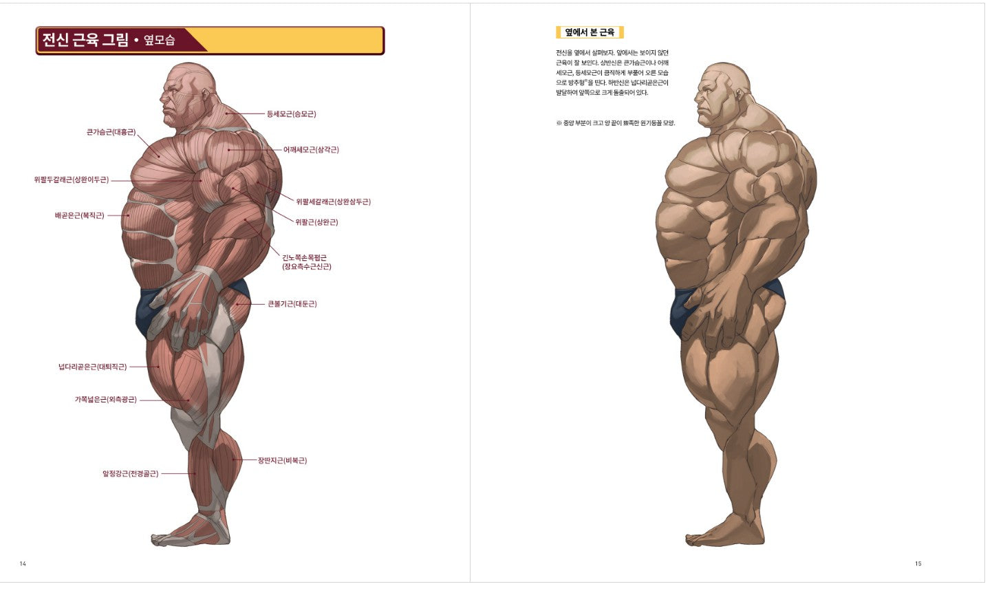 Strong muscle illustration technique Book