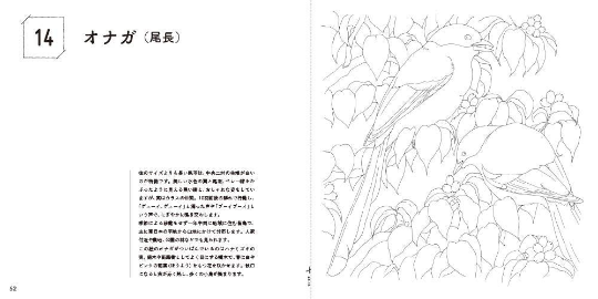 Adult Sketch Coloring Book Japanese Wild Birds by Asako Saito