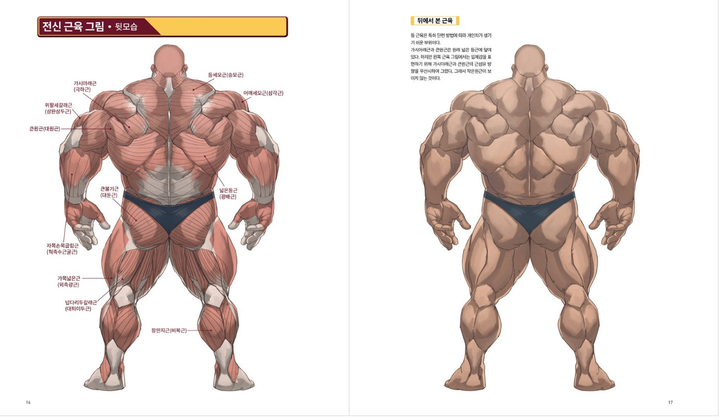 Strong muscle illustration technique Book